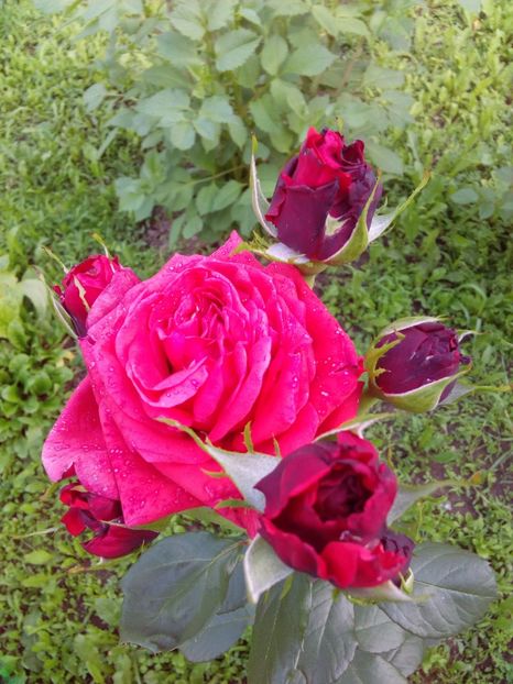  - TRANDAFIRI 2017_2018