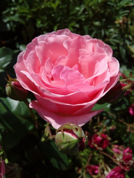  - TRANDAFIRI 2017_2018