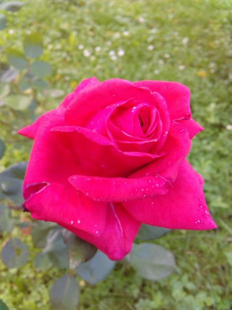  - TRANDAFIRI 2017_2018