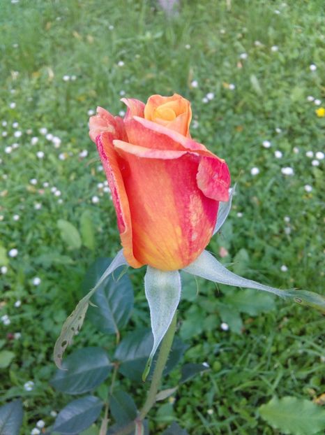  - TRANDAFIRI 2017_2018