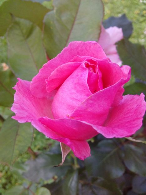  - TRANDAFIRI 2017_2018