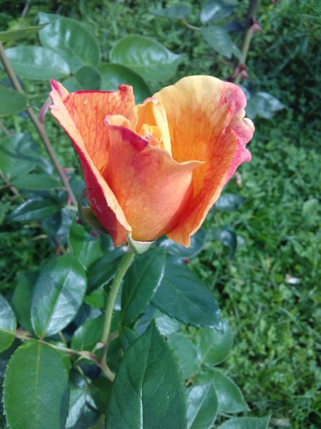  - TRANDAFIRI 2017_2018