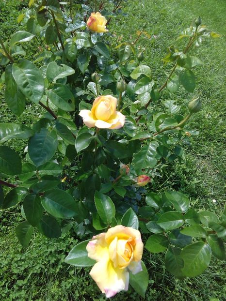  - TRANDAFIRI 2017_2018