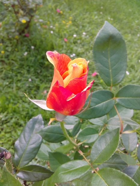  - TRANDAFIRI 2017_2018