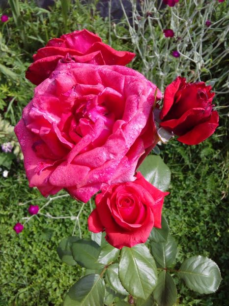  - TRANDAFIRI 2017_2018