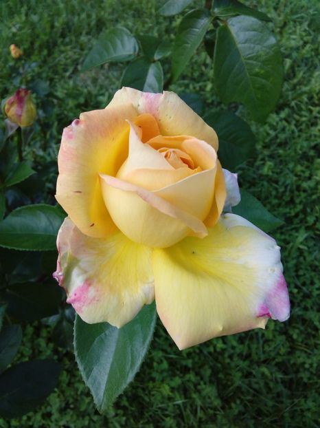  - TRANDAFIRI 2017_2018