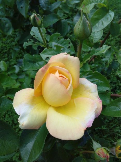  - TRANDAFIRI 2017_2018