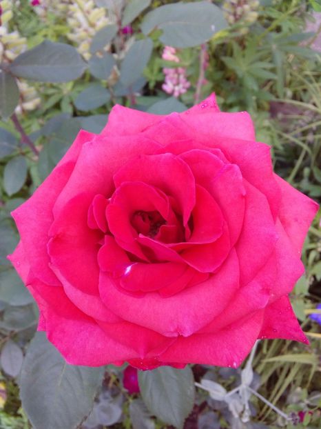  - TRANDAFIRI 2017_2018