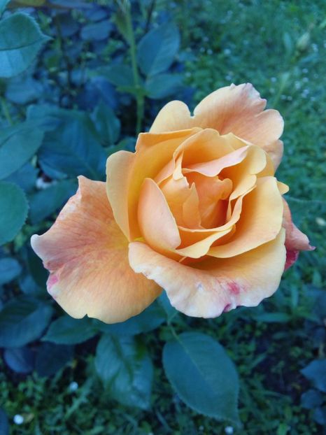  - TRANDAFIRI 2017_2018