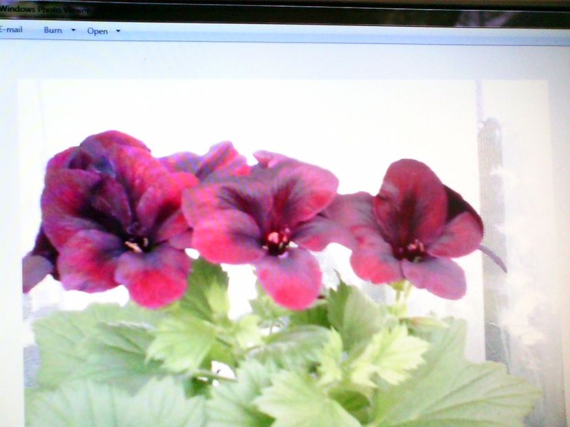IMG00638 - VAND LASTARI PELARGONIUM