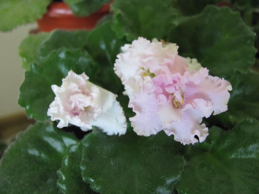  - ZZZZVioleta nr 109