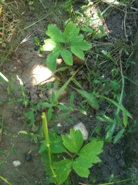 Seminte rasarite (Paeonia rockii) - Bujori arbustivi