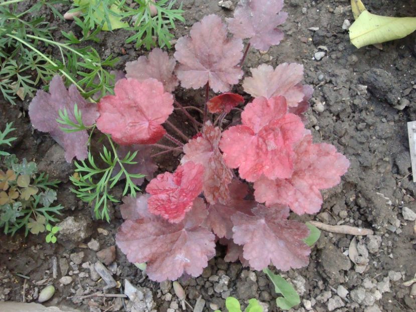  - Heuchera Hosta si altele