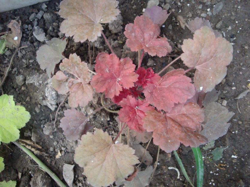  - Heuchera Hosta si altele