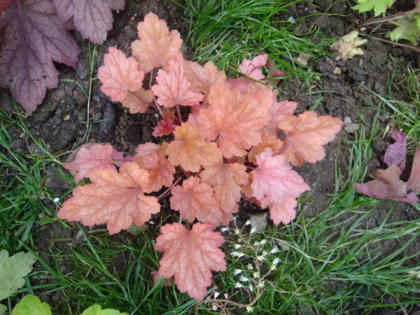  - Heuchera Hosta si altele