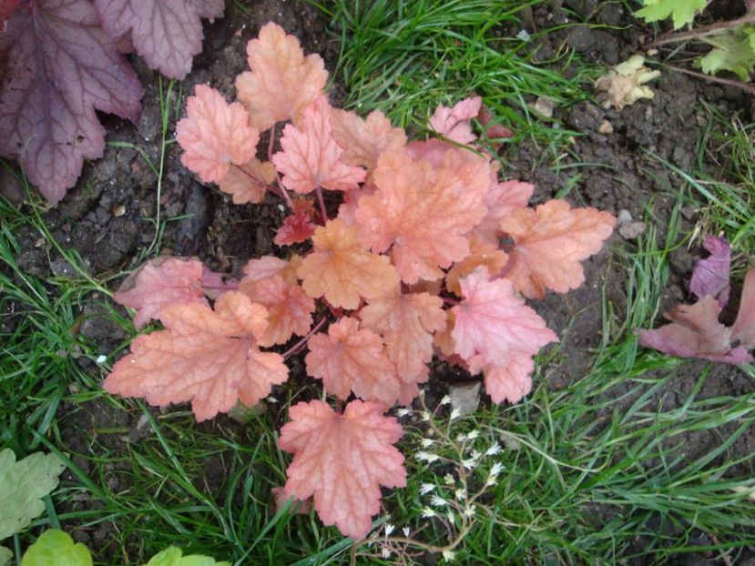  - Heuchera Hosta si altele