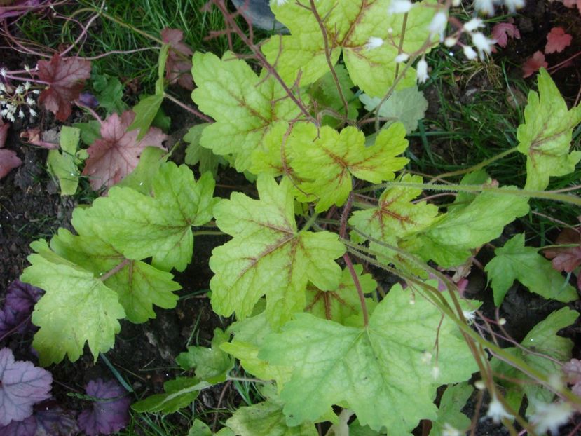  - Heuchera Hosta si altele