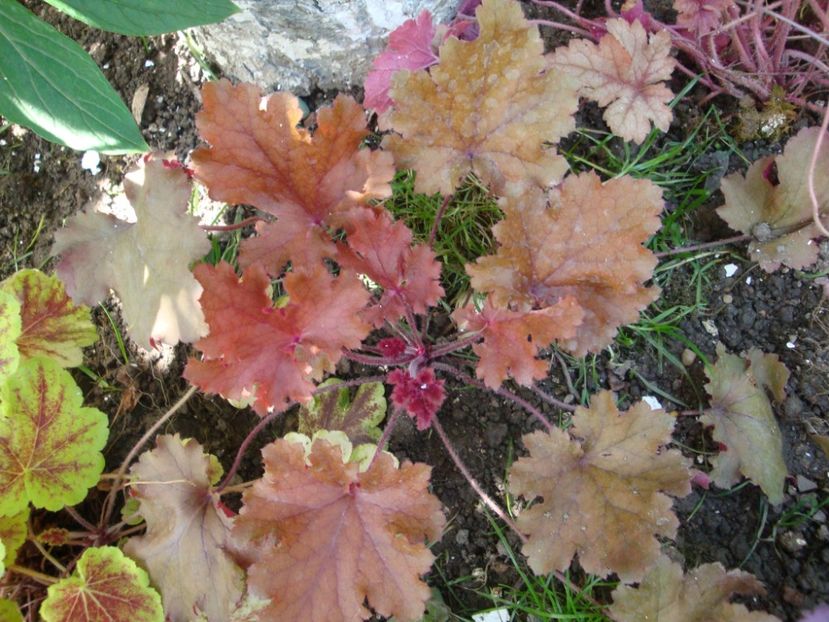  - Heuchera Hosta si altele