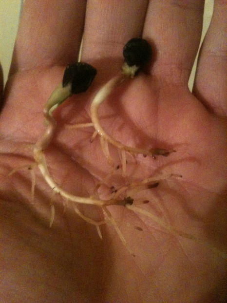 Germinare.. - Bujori arbustivi