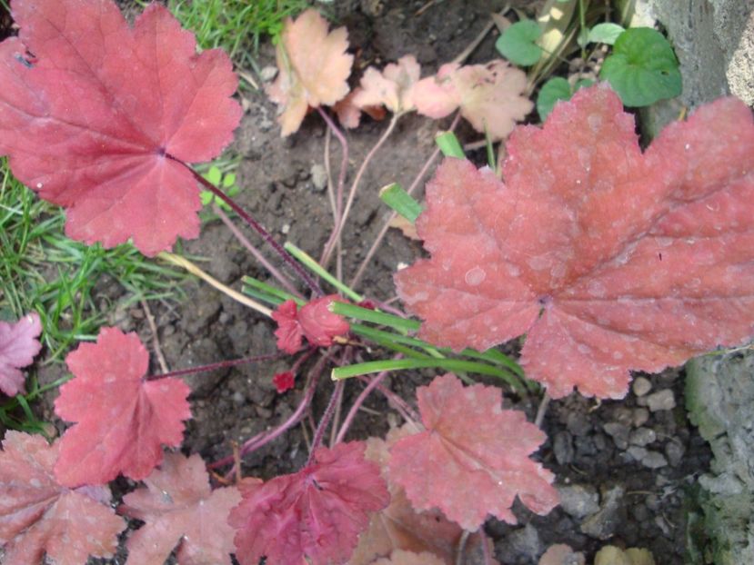  - Heuchera Hosta si altele