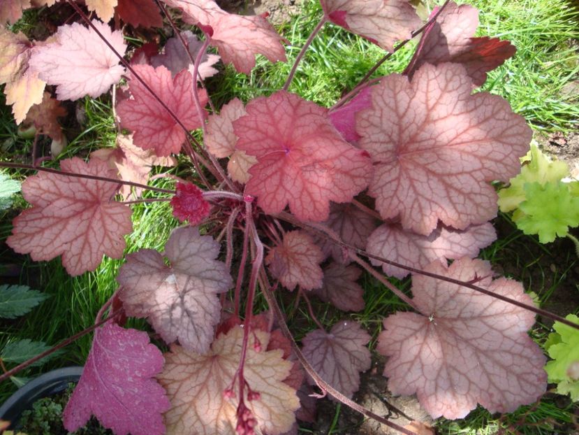  - Heuchera Hosta si altele