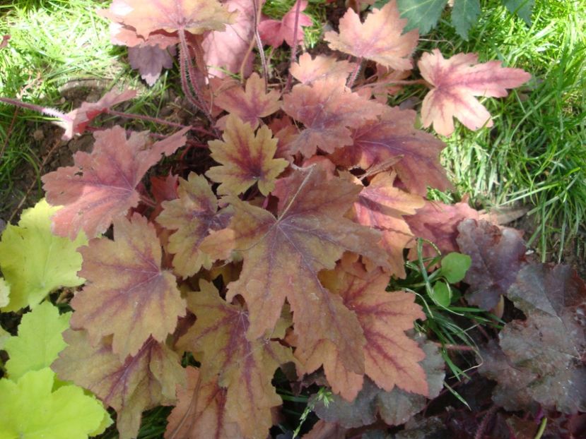  - Heuchera Hosta si altele