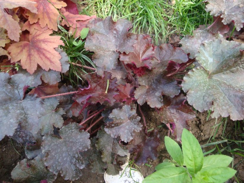  - Heuchera Hosta si altele