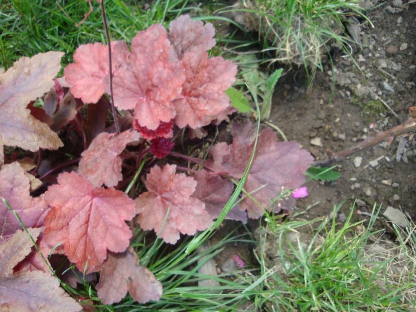  - Heuchera Hosta si altele