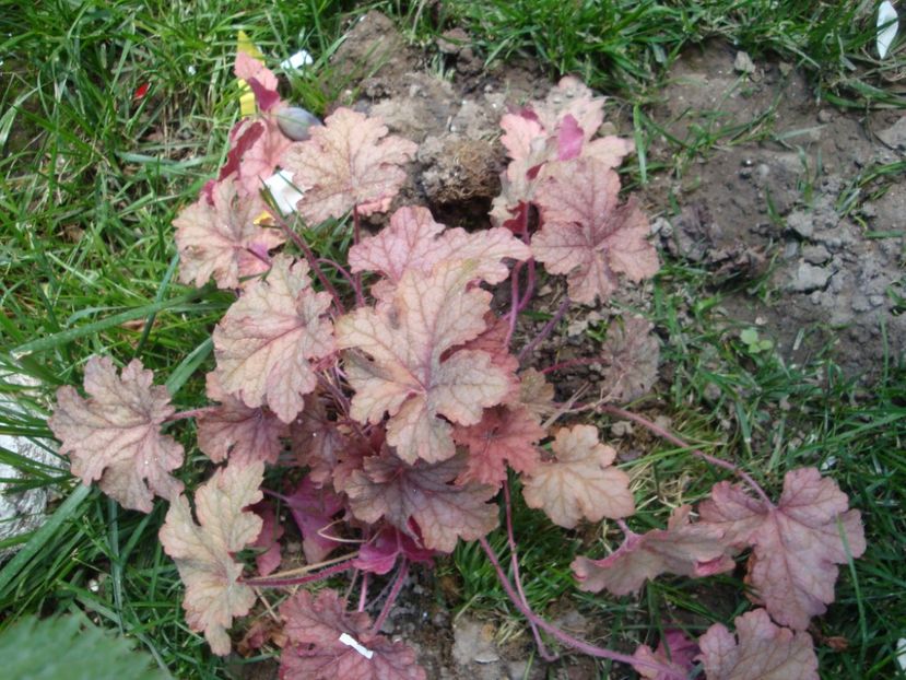  - Heuchera Hosta si altele