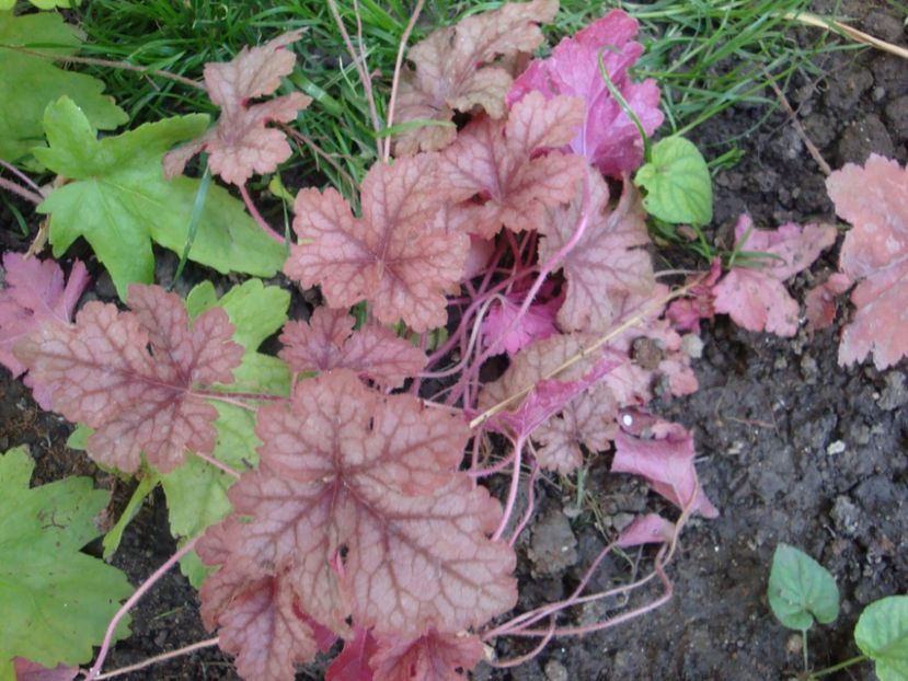  - Heuchera Hosta si altele