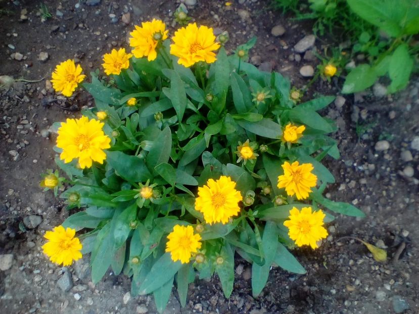  - Coreopsis Presto