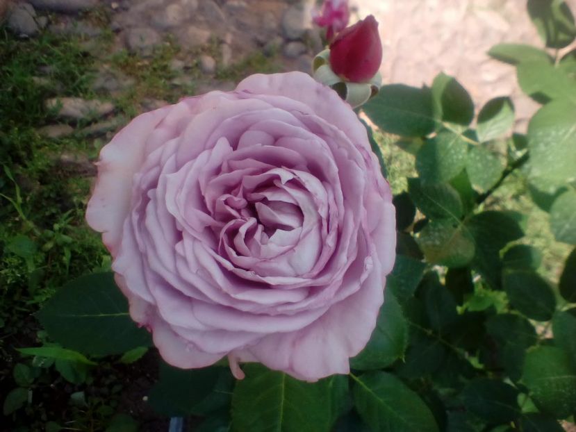 20 06 2017 - Novalis