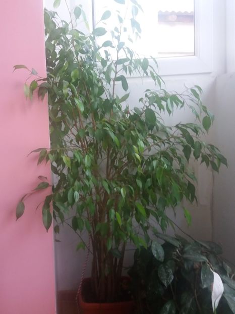  - O parte din florile mele!