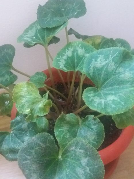  - O parte din florile mele!