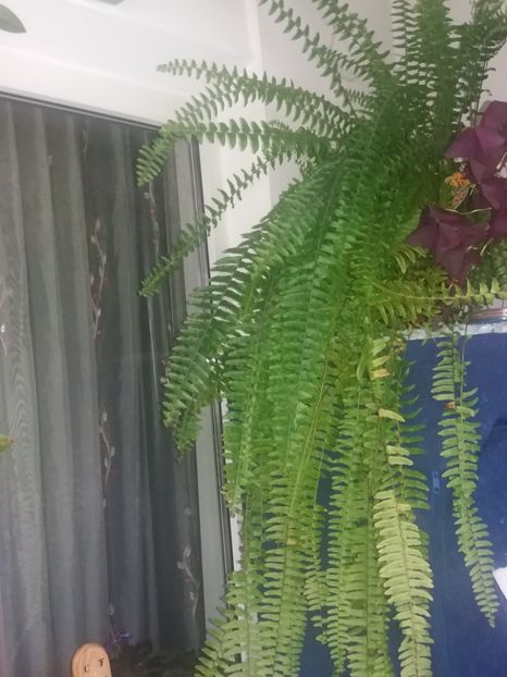  - O parte din florile mele!