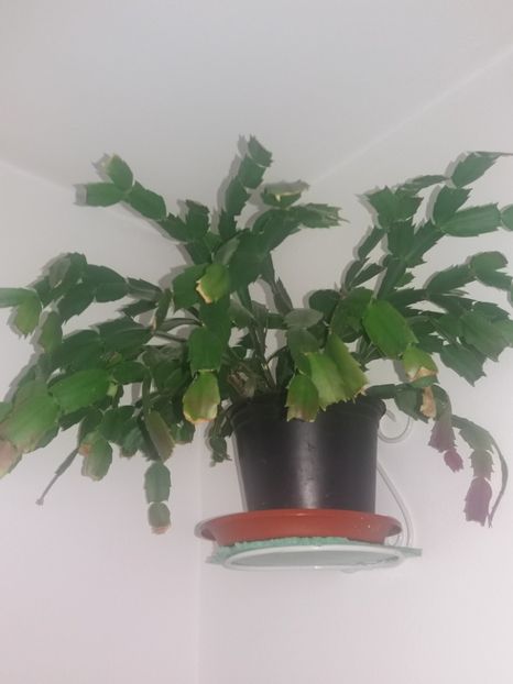  - O parte din florile mele!