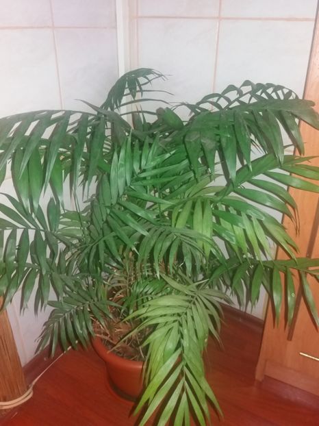  - O parte din florile mele!