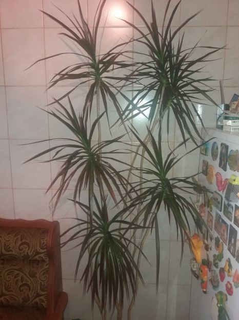  - O parte din florile mele!