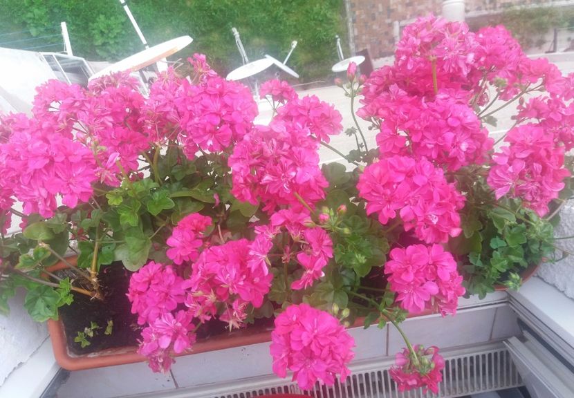  - O parte din florile mele!