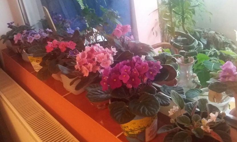  - O parte din florile mele!