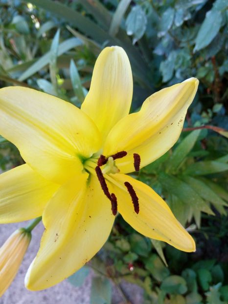 Yellow power - 0 - CRINI