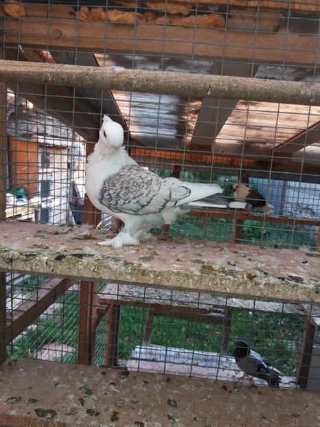  - DE VANZARE-FOR SALE