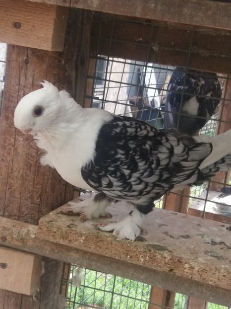  - DE VANZARE-FOR SALE