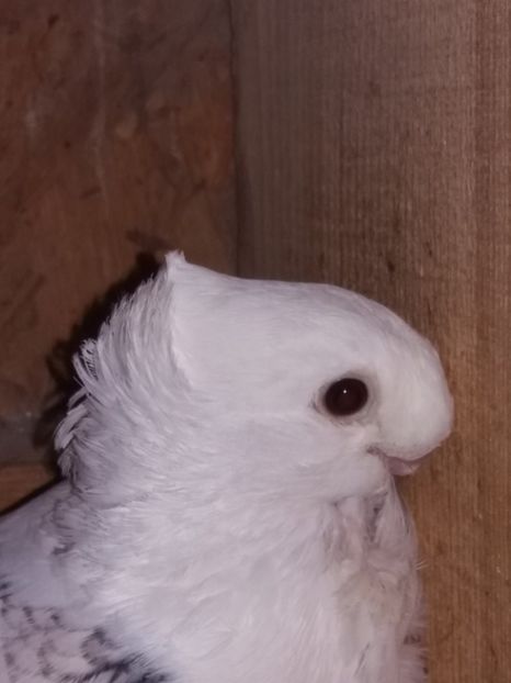  - DE VANZARE-FOR SALE