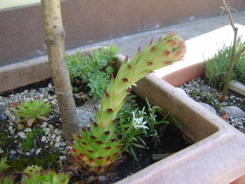Sempervivum, boboc - Primavara 2017 bis