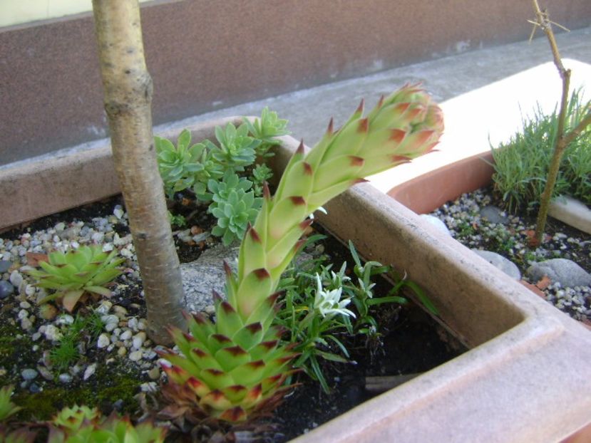 Sempervivum, boboc - Primavara 2017 bis