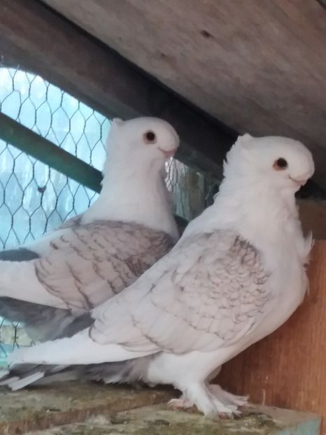  - DE VANZARE-FOR SALE