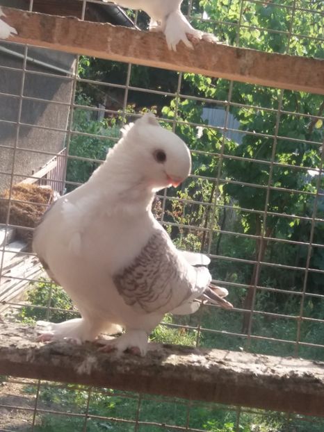  - DE VANZARE-FOR SALE