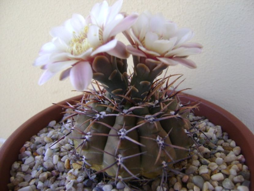 Gymnocalycium ochoterenae v. cinereum - Cactusi 2017 Gymnocalycium