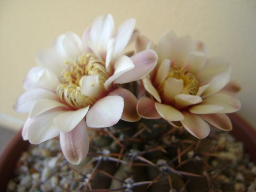 Gymnocalycium ochoterenae v. cinereum - Cactusi 2017 Gymnocalycium